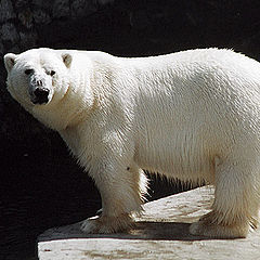 фото "Polar bear."