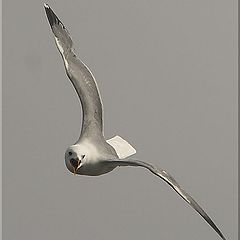 photo "seagul"