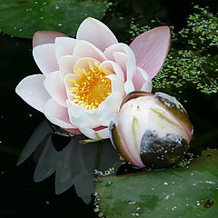 фото "Water Lilies"