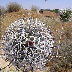 photo "The planet "Prickle""