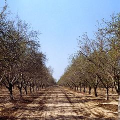 photo "Almond garden"