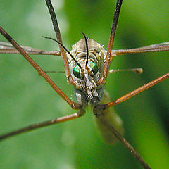 photo "Big mosquito"