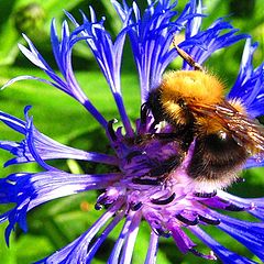 photo "bumblebee on a flower"