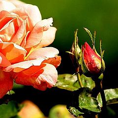 photo "Mother and Daughter"