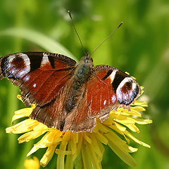 photo "Butterfly"