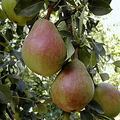 photo "Pears"