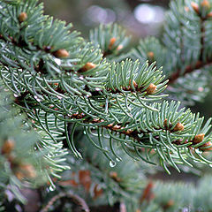 photo "After a rain"