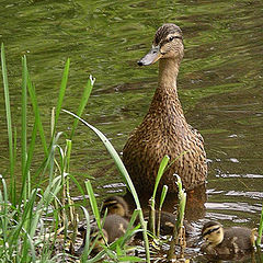 photo "Careful mum"