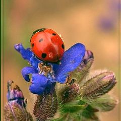 photo "ladybird"