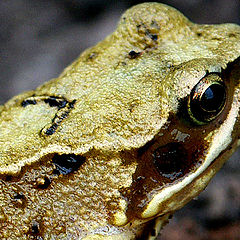 photo "YOung frog"