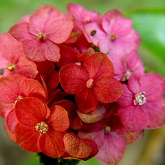 фото "A little bouquet"