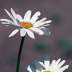 photo "Time - a camomile, two - a camomile, three..."