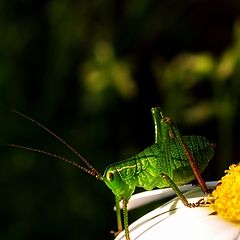 фото "Locusta"