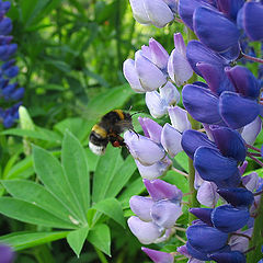 photo "Bumblebee collecting honey from the lupines"