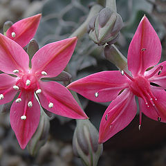 photo "Graptopetalum bellum"