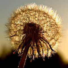 photo "Flower in evning sun"