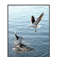 photo "gulls"