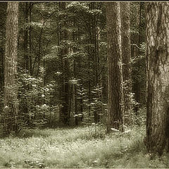 photo "Rhythm of Forest"