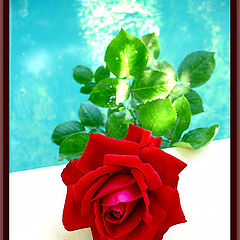 photo "Red rose"