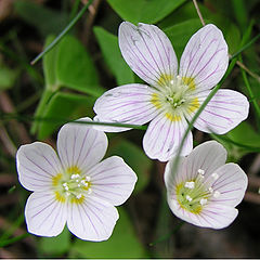 photo "Harel cabbage"