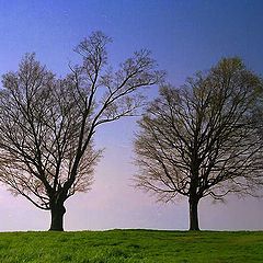 фото "Two Trees"