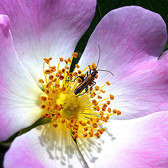 photo "Breakfast on a flower of a dogrose."