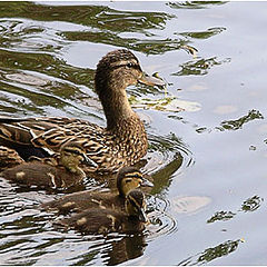 photo "Careful mum. First steps....."