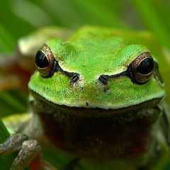 photo "frog"