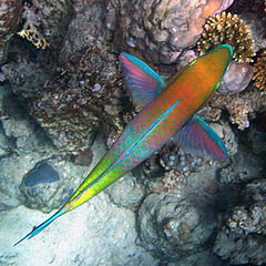 photo "Parrot-fish (I) / A hedge-hopping flight"