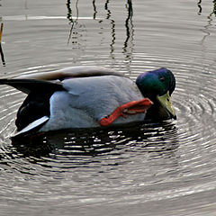 photo "Strange duck"