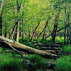 photo "Beavertrail ruins  Watson Mill Park"