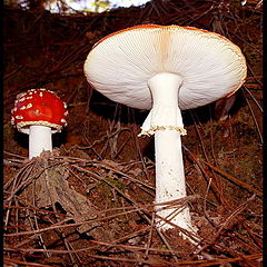фото "Mushroons"