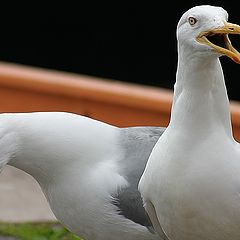 photo "2 seagulls"