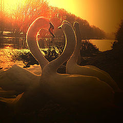 photo "Swan love"