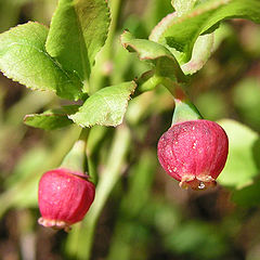 photo "Bilberry"