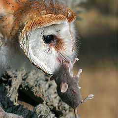 photo "Serial Killer - Barn Owls - Tyto alba"