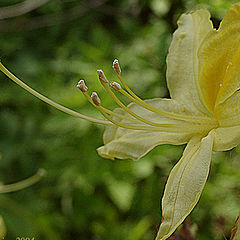 photo "flower"