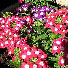 фото "More flower from ouer garden"