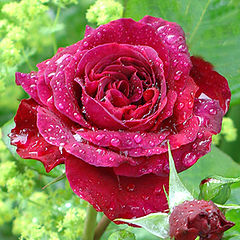 photo "English rose (Austinrose) in my garden"