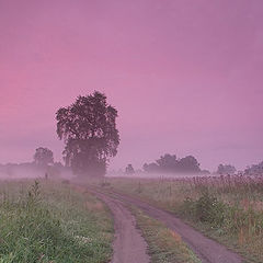 photo "morning 2"