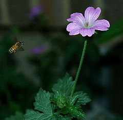 photo "Honey Bee"