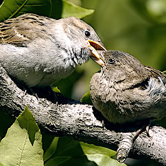фото "Птичий поцелуй"