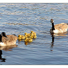 фото "Branta Canadensis"