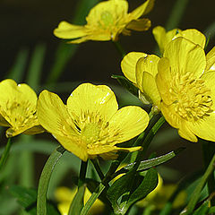 photo "Buttercups florets...."