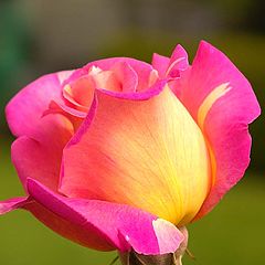 photo "kiss from a rose"