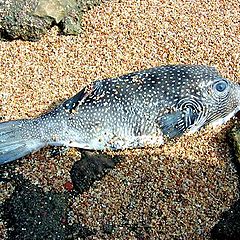 photo "The End of Whitespotted Puffer"