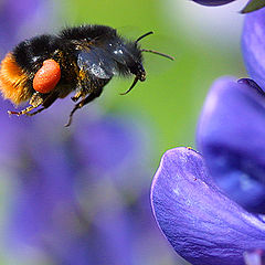 фото "Landing approach."