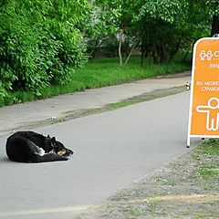 фото "Собачья жизнь - даже застраховать нечего."