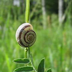 photo "yet another snail"