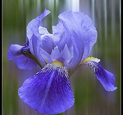 photo "Probably, it is an iris"